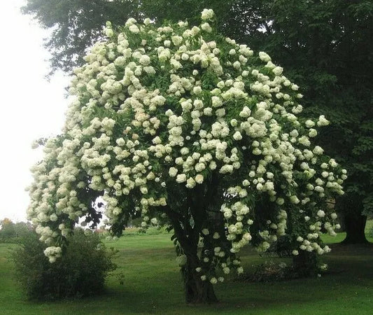 2 Blackhaw Viburnum Shrubs/Trees Live Potted Plants 6-12" Tall