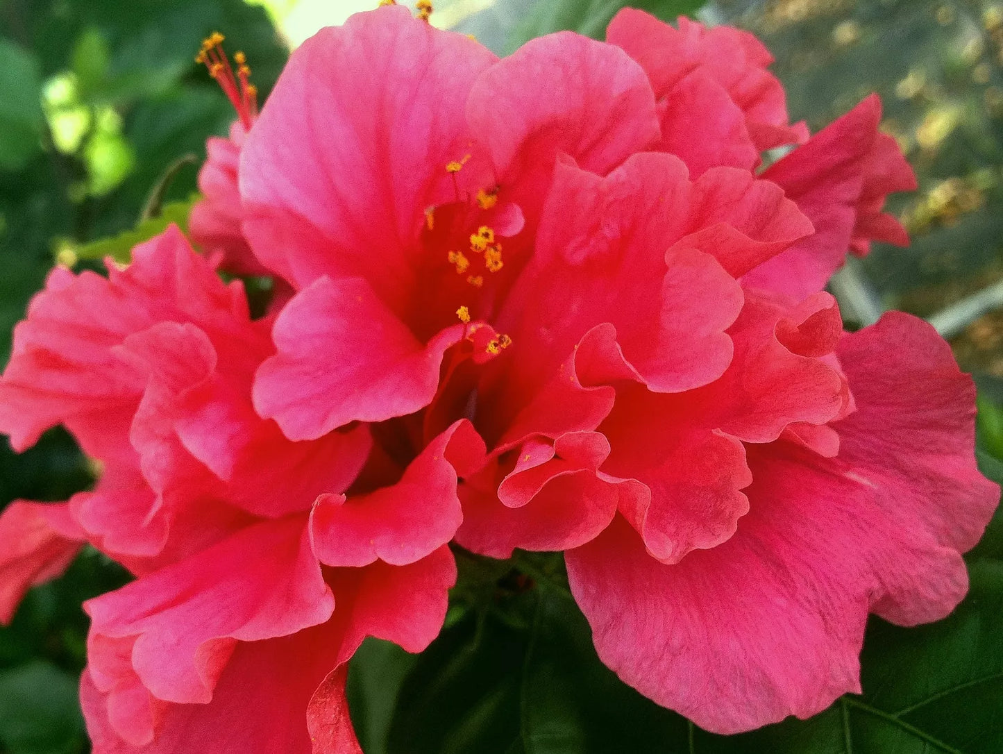 PRIDE OF HANKINS Tropical Hibiscus Bush Plant Triple Fuchsia Salmon Pink