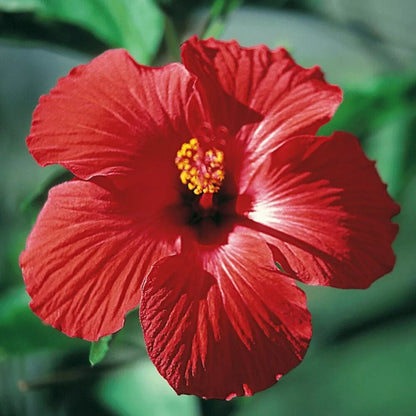 100+ Seeds Red/Pink/White Hibiscus Hardy Perennials