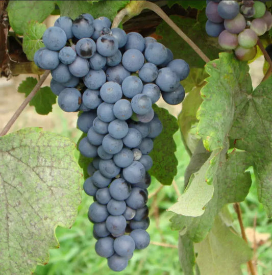 2 Bare Root Live Plants THOMCORD Seedless Grape Vine