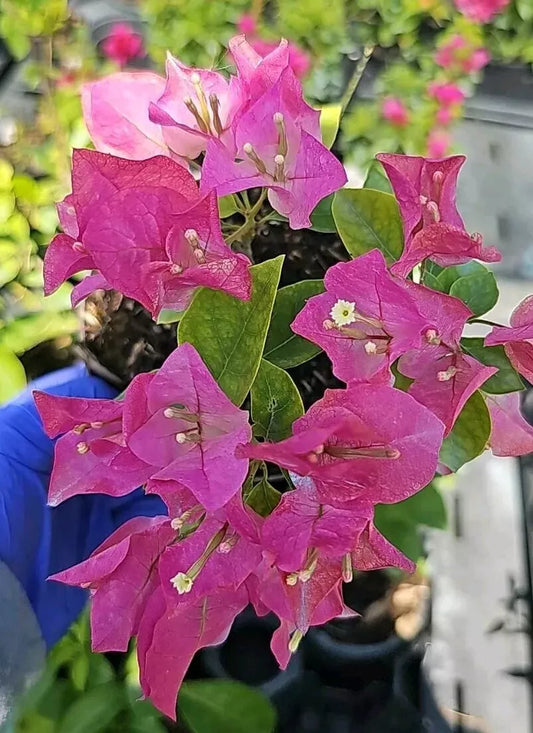 1pc BABY PINK~IMPERIAL THAI DELIGHT BOUGAINVILLEA LIVE PLANT 5 TO 7" TALL IN 4"POT