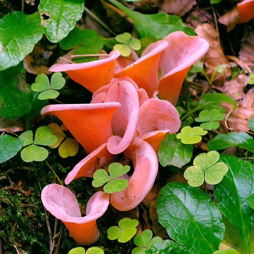 Cloud Ear Fungus Liquid Culture Syringe 12cc - Auricularia polytricha - Ideal for Asian Cuisine and Mushroom Cultivation