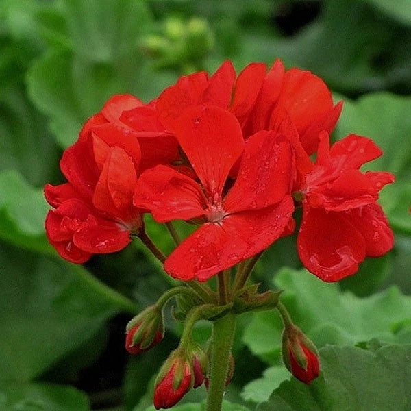 Geranium Plants 3-4" Patriot Bright Red Annual (Geranium 'Patriot Bright Red') - Hardy Blooms for Garden or Container