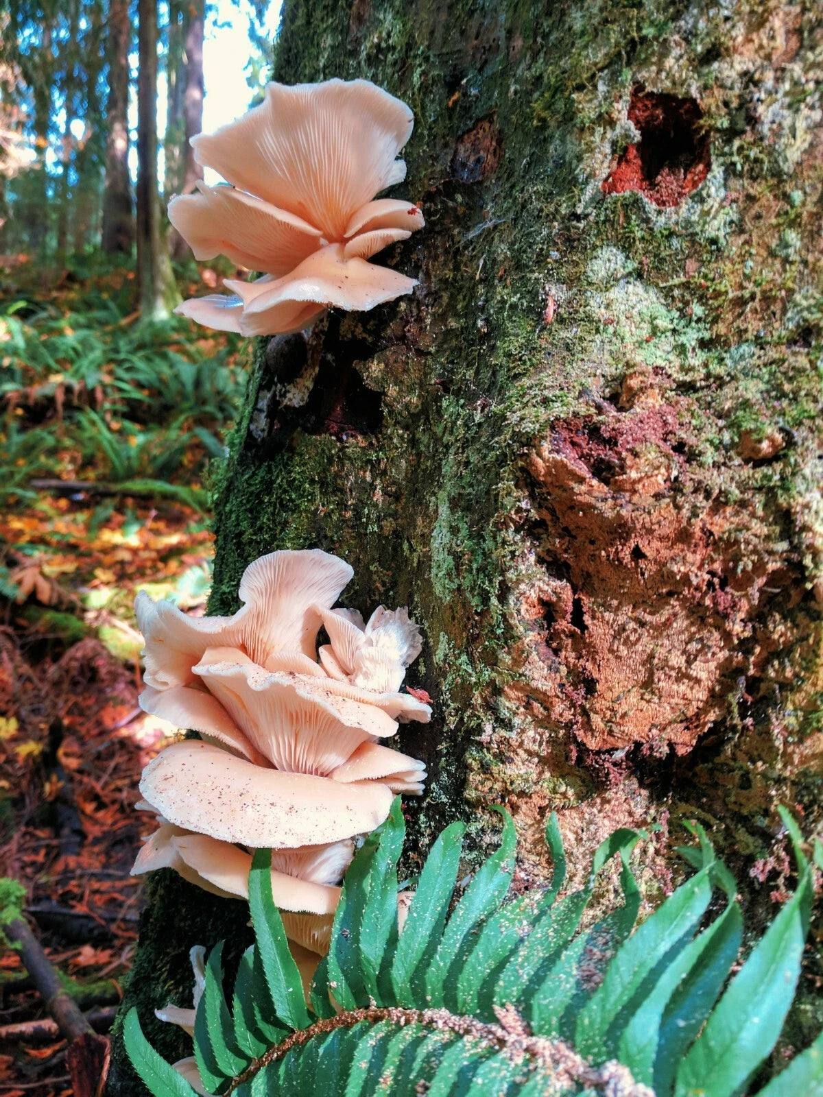 Organic Pink Oyster Mushroom Plugs - 100+ Count for Log Inoculation - Pleurotus Djamor - USA Seller, Fast Shipping