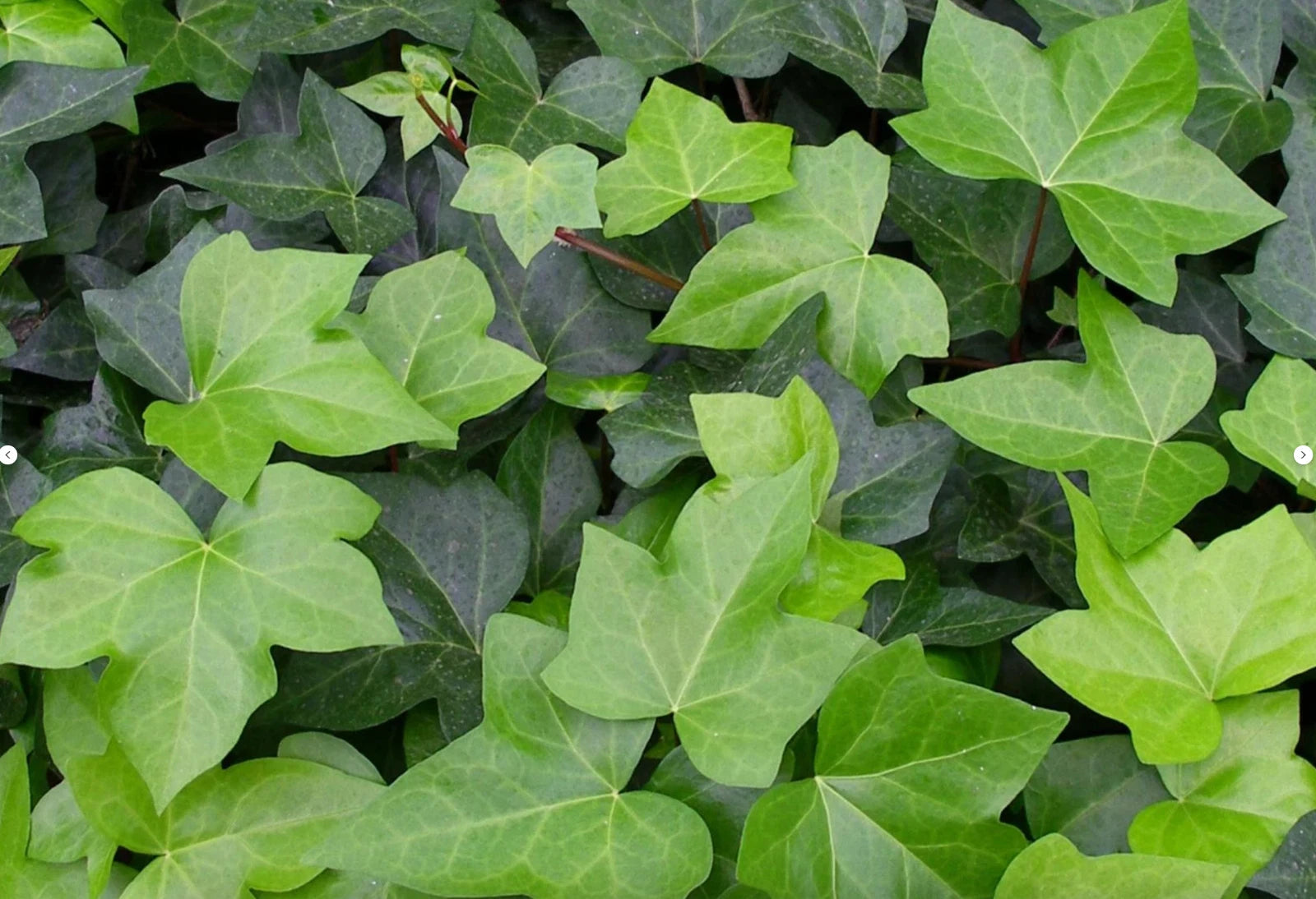 Live English Ivy Plants - 1L Bare Root - Groundcover Pack of 10 - Hedera Helix - Perfect for Indoor/Outdoor Use