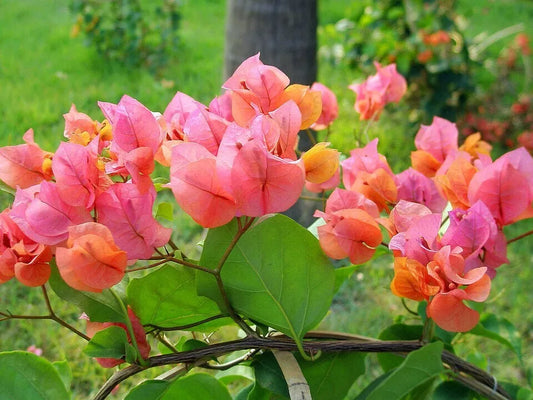 1pc AFTERGLOW Bougainvillea Small Well Rooted Starter Plant