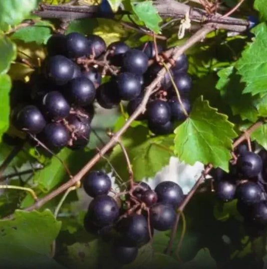 4 FRESH Muscadine Grape Vine Cuttings