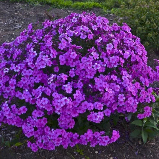 ONE Live Plant Tall Cushion Phlox Cloudburst