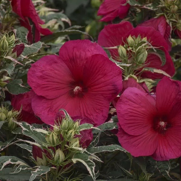 (1) Hardy Hibiscus Summer Carnival Plant