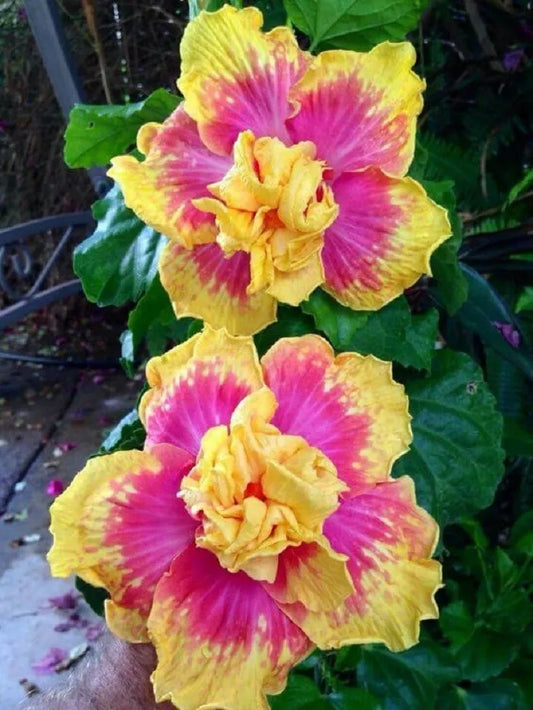 20 Double Pink Yellow Hibiscus Seeds Hardy Flower Perennial