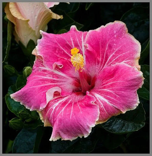 20 Pink White Tips Hibiscus Flower Seeds Perennial