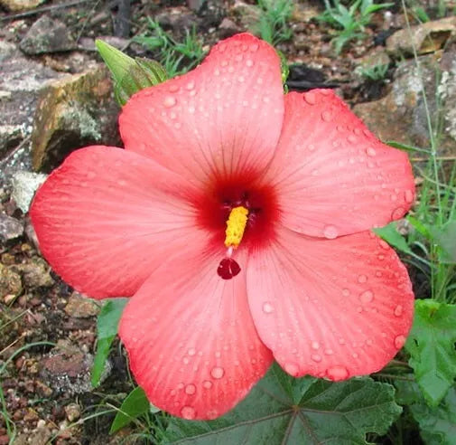 20 Seeds Abelmoschus moschatus subsp. tuberosus | Creeping Pink Swamp Hibiscus