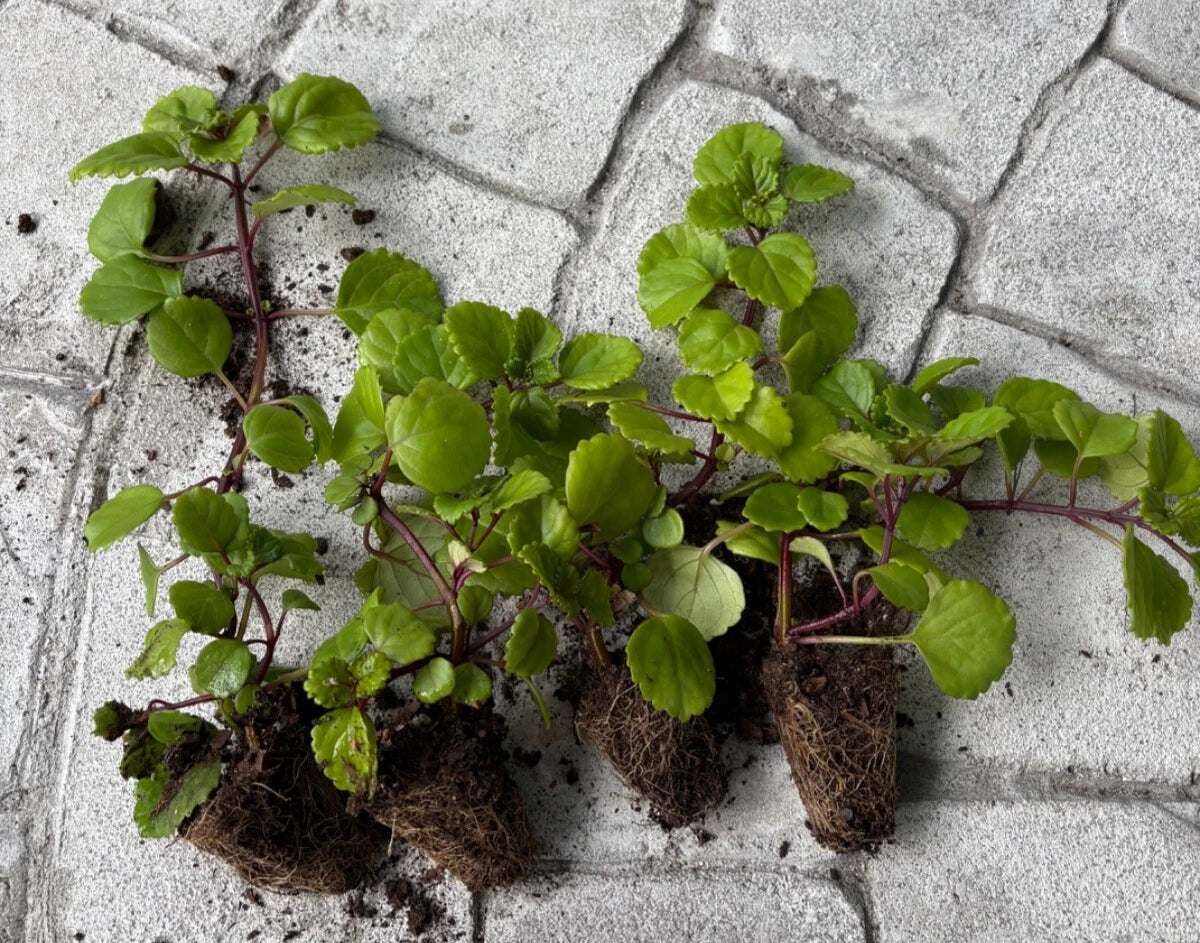 4 Live Swedish Ivy Plants - Creeping Charlie Rooted - Ready to Plant in Soil - Perfect for Indoor/Outdoor Decor