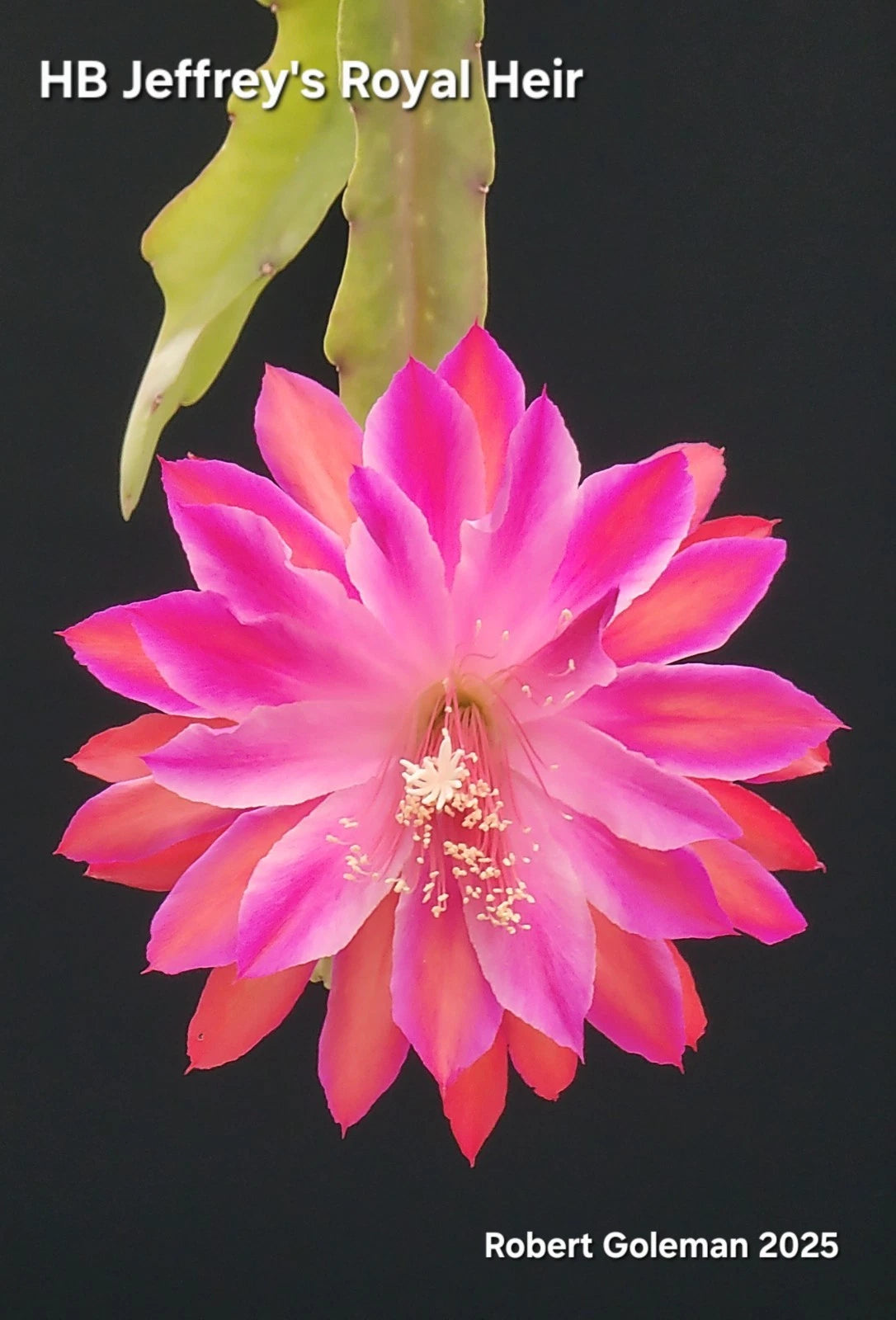 Epiphyllum Unrooted Cutting 6-8" HB Jeffrey's Royal Heir Fuchsia Flowering Plant (Epiphyllum Hybrid)