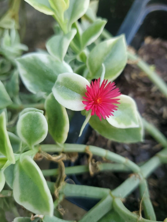 6 Cuttings 18" Long Mesembryanthemum Cordifolium Variegata Heartleaf Ice Plant - Fresh Healthy Unrooted Cuttings for Propagation