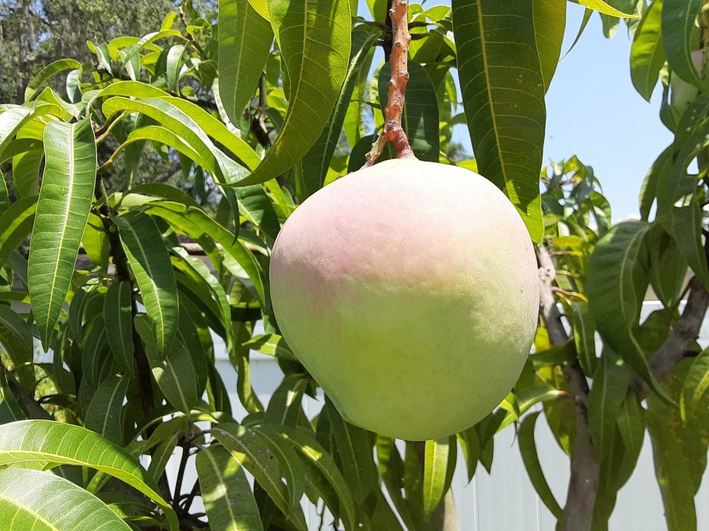 Mango Cuttings for Grafting - 2 Bailey's Marvel Scions - Fresh Unrooted Cuttings for Grafting (Mangifera indica)