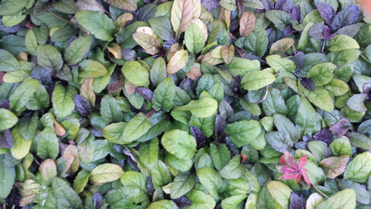 20 Bare Root Ajuga Bugleweed Perennial Plants - Multicolor Groundcover - Dense Root System for Weed Control - Ajuga reptans