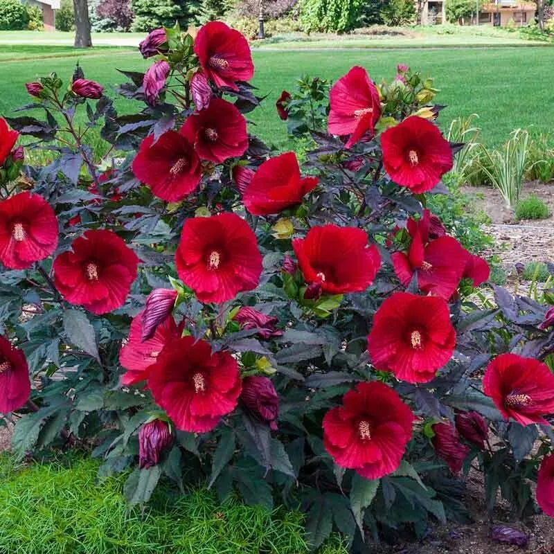 20 ORGANIC PRE-STRATIFIED HARDY CRIMSON HIBISCUS SEEDS