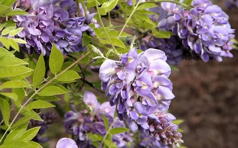 1 Live Plant Wisteria Amethyst Falls lavender Wisteria Vine