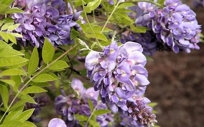 1 Live Plant Wisteria Amethyst Falls lavender Wisteria Vine