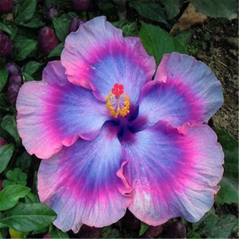 20 SEEDS Blue Pink Purple HIBISCUS flower exotic garden/house plant