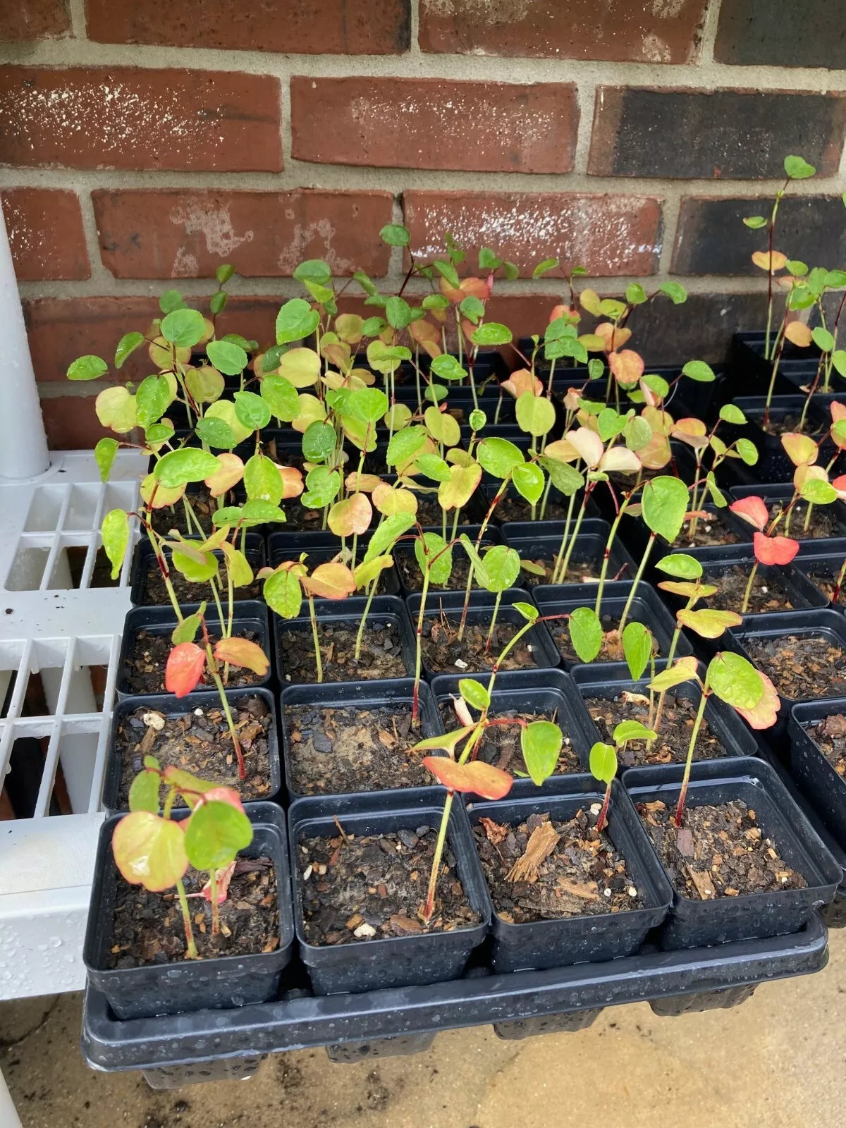 1 TC Plant/Plug –2-5 inches Roselle (Hibiscus sabdariffa)