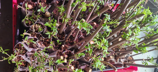 10 Unrooted Elderberry Cuttings - Sambucus Bush - Organic, Non-GMO, Home Garden Starter