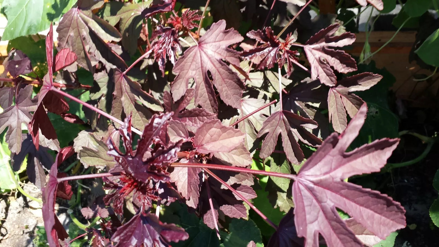 25 Organic Edible Cranberry Hibiscus Seeds