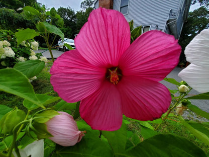 10 Pink Winter Hibiscus Rose Mallow Seeds HUGE Flowers Perennial