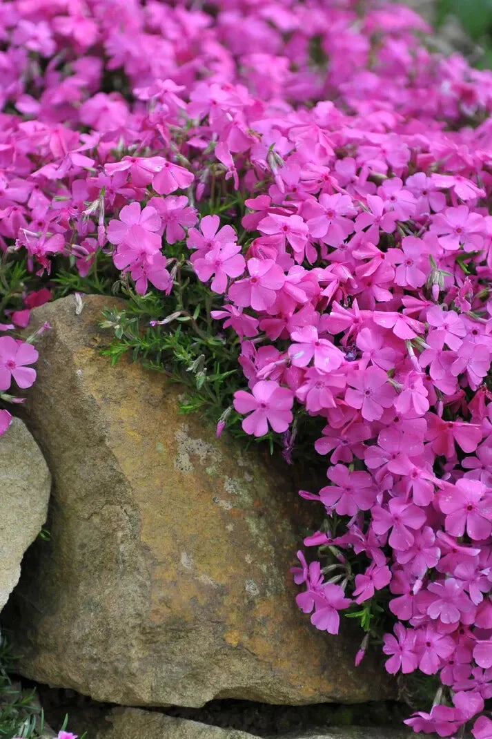 1 Live Plant Creeping Phlox Bare-Root Wild Pink Phlox Subulata Perennial