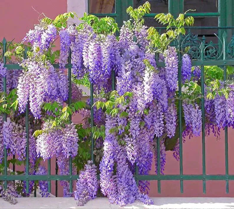 2 Live Plants Wisteria Amethyst Falls Wisteria frutescens