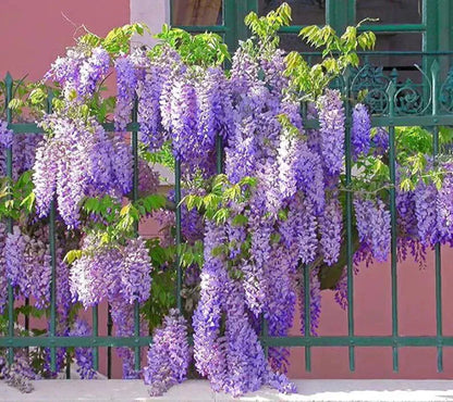 2 Live Plants Wisteria Amethyst Falls Wisteria frutescens