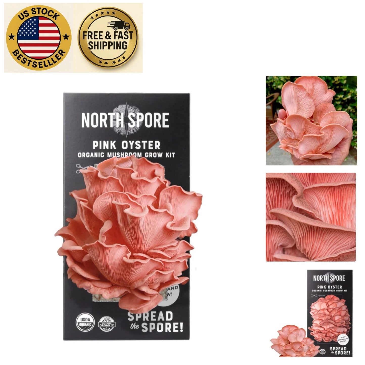 Pink Oyster Mushroom Kit - 4 lbs - Handmade, Organic, Gourmet Quality - Pleurotus djamor - Harvest in 14-21 Days - Sustainable Home Grower