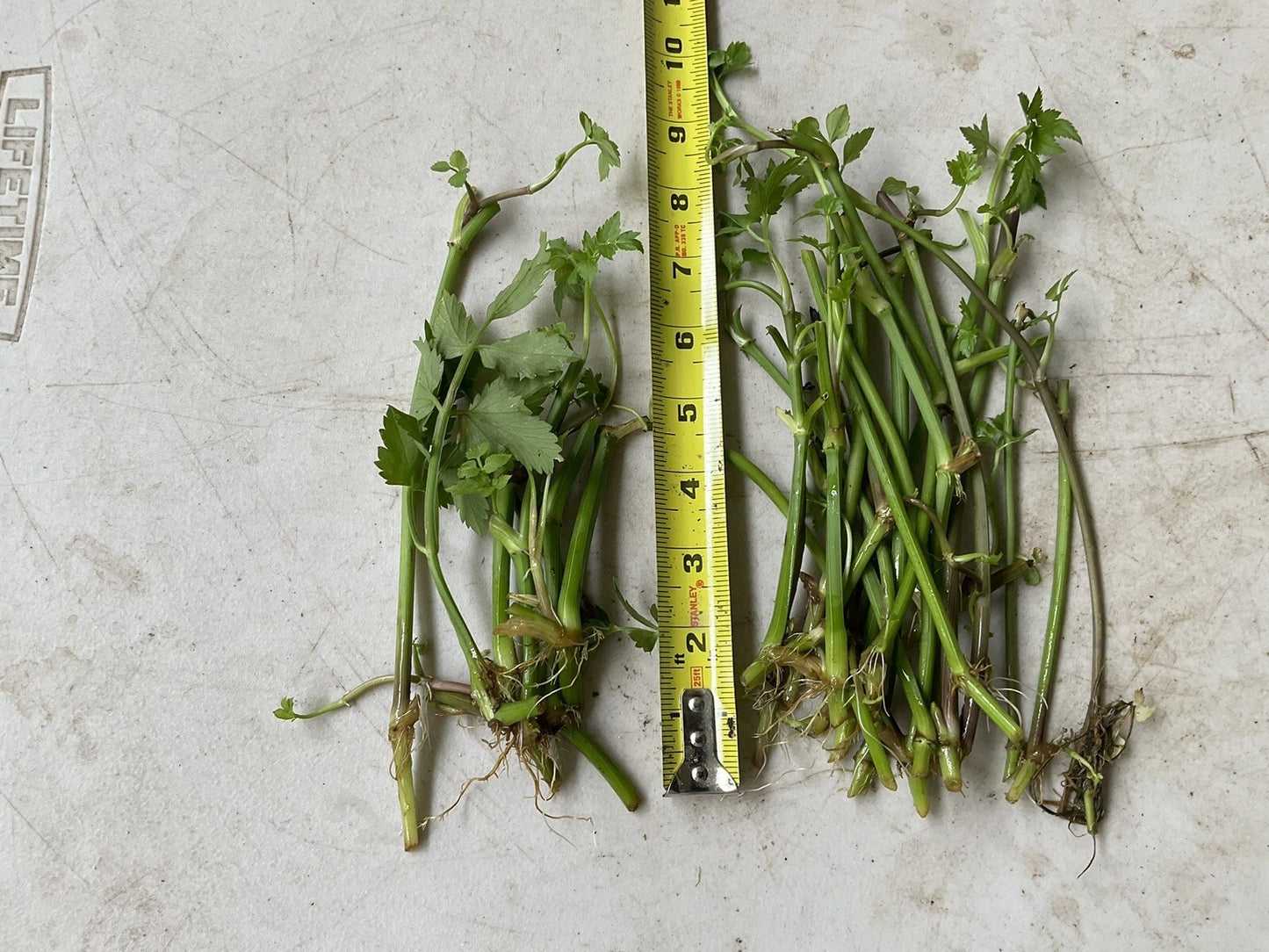 20 Bare Roots Water Dropwort Oenanthe javanica Minari Water Celery (???) Korean Watercress for Planting