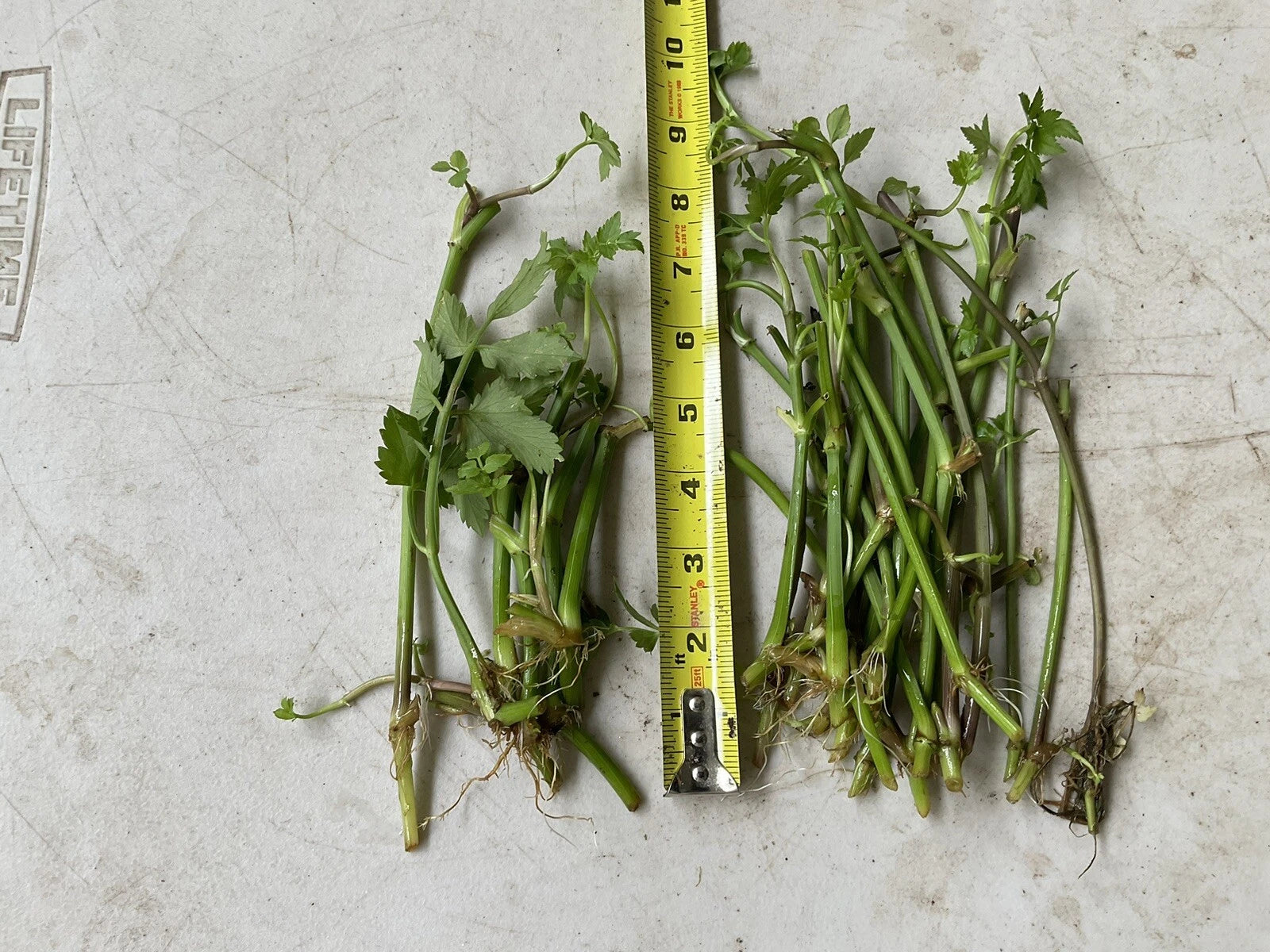 20 Bare Roots Water Dropwort Oenanthe javanica Minari Water Celery (???) Korean Watercress for Planting