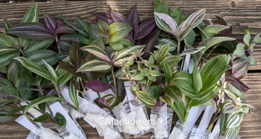 20 Live Tradescantia Cuttings - Vibrant Mystery Varieties - Colorful Houseplants for Propagation - Tradescantia spp.