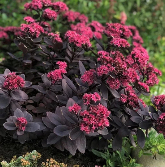 Bare Root Sedum Plant - Sunsparkler Plum Dazzled - Vibrant Red Pink Purple Colors - Sedum spp. - Easy Care Outdoor Plant