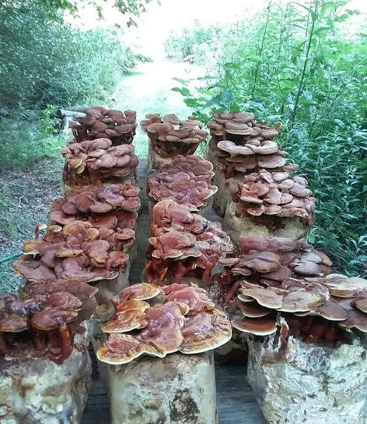 Organic Red Reishi Mushroom Grain Spawn 100g+ (Ganoderma lucidum) - Live Mycelium for Cultivation