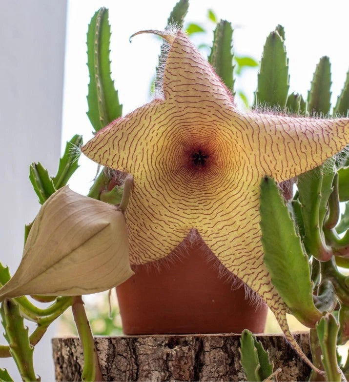 Giant Stapelia Cactus Live Plant in 3 Inch Pot - Carrion Starfish Cactus (Stapelia gigantea) - Healthy & Rooted