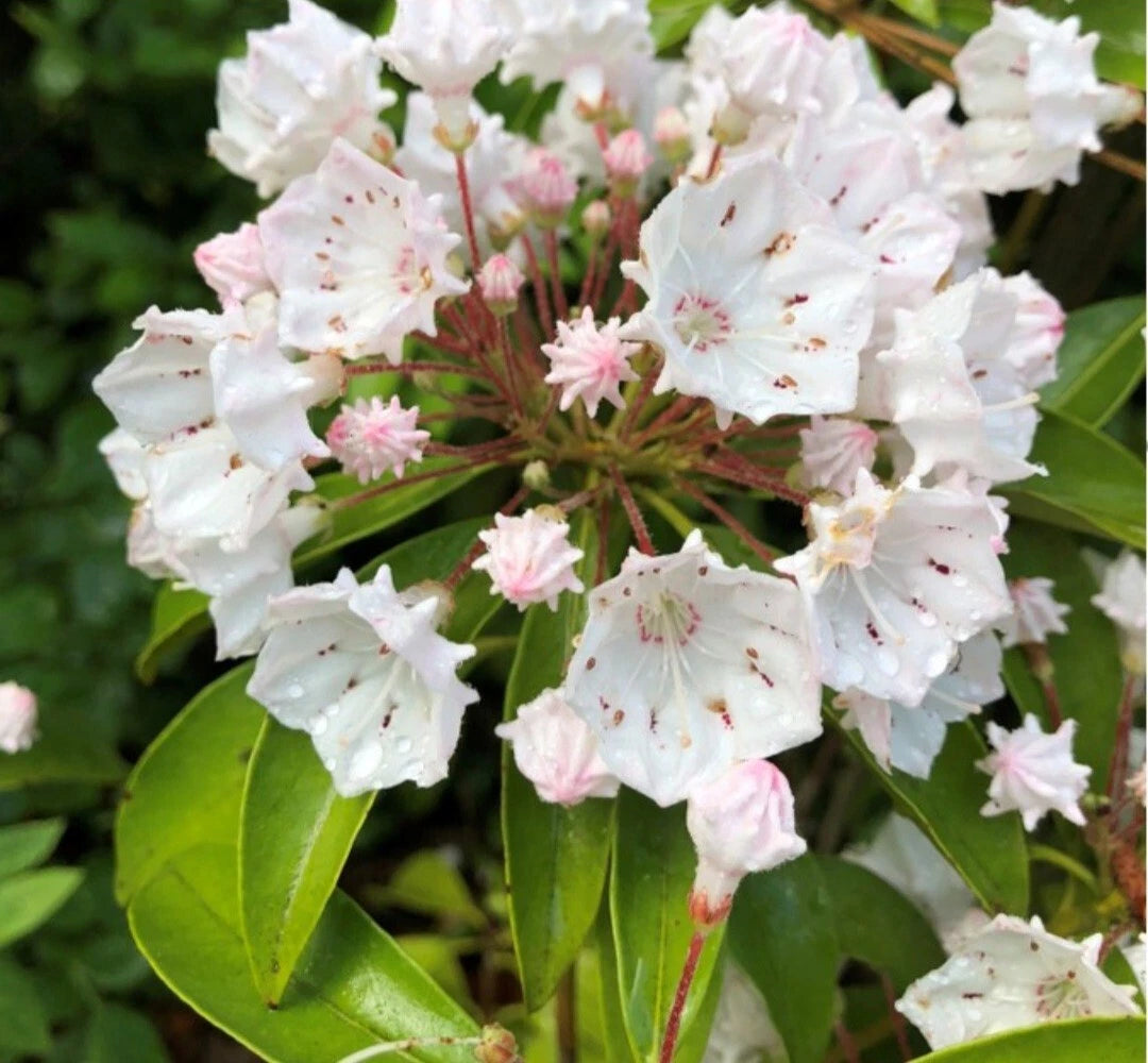 White Mountain Laurel Live Plant Bare Root 1 Ft - Kalmia latifolia - Hardy All Natural Garden Addition