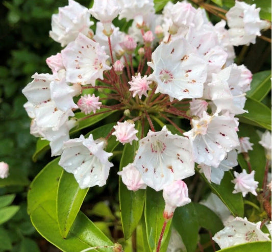 White Mountain Laurel Live Plant Bare Root 1 Ft - Kalmia latifolia - Hardy All Natural Garden Addition