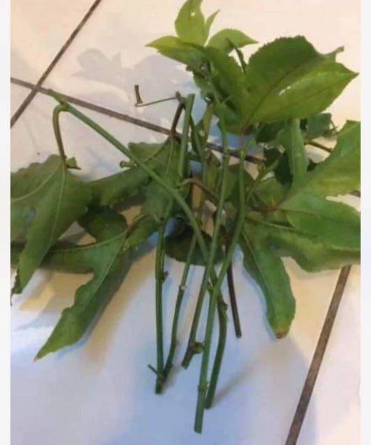 10 Fresh Cuttings Passiflora Edulis Passion Fruit Vine Plant No Root - Edible Tropical Plant Cuttings for Gardening