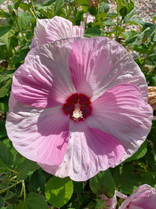 25 Hardy Hibiscus Seeds Luna Pink Swirl Perennial