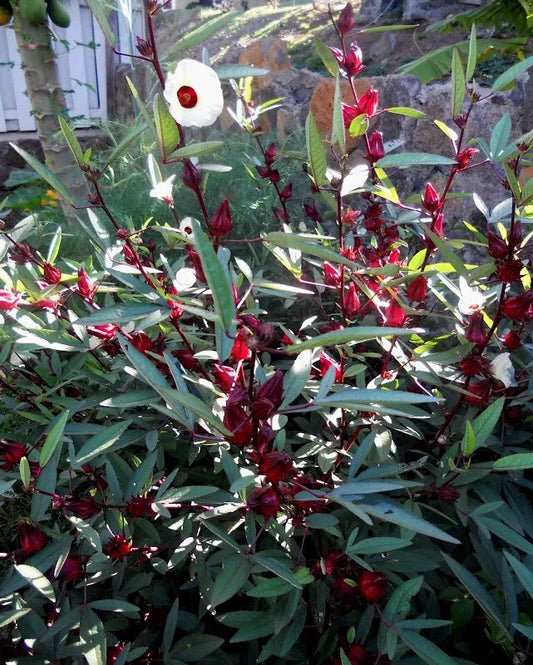 30 Roselle Seeds Gongura Sour-leaf Sorrel Hibiscus sabdariffa