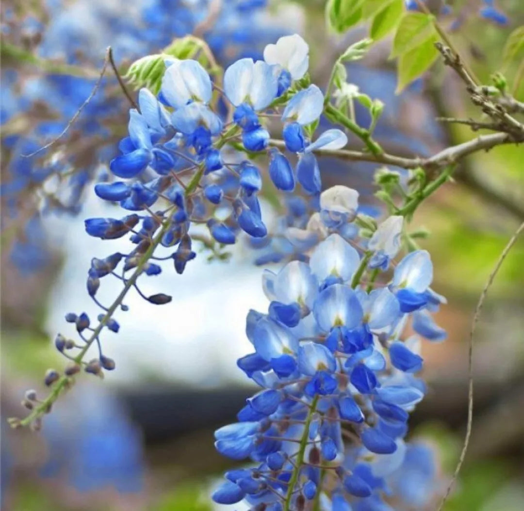 5 Wisteria BLUE MOON Unrooted Cuttings 6-8" long Fresh Cuts