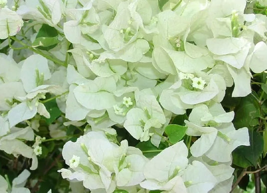 1pc WHITE BOUGAINVILLEA LIVE PLANT 5 TO 7 INCHES TALL