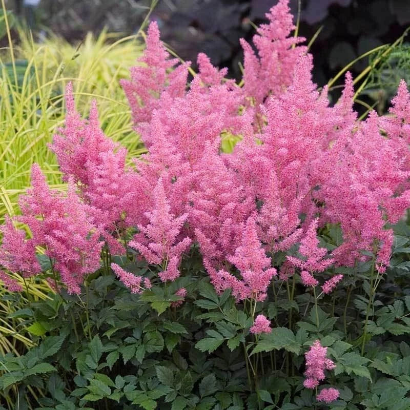 Pink Astilbe Plant - Fully Rooted 2 Year Old - Astilbe × arendsii 'BLOSSOM' - Low Maintenance Perennial for Shade
