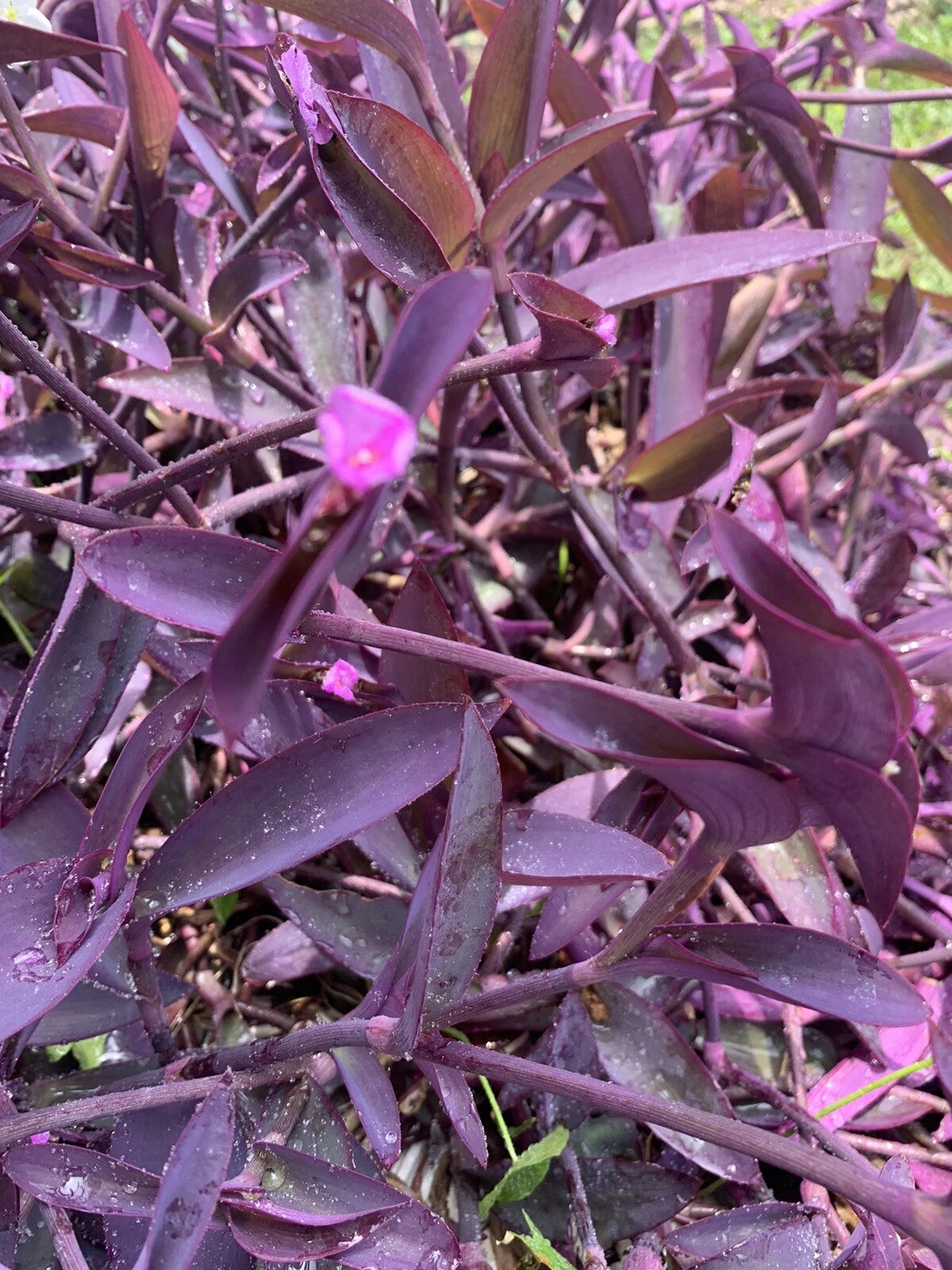 Tradescantia Cuttings - 20 Purple Heart Cuttings 3-4” Long - Wandering Jew Plant (Tradescantia pallida) for Easy Propagation