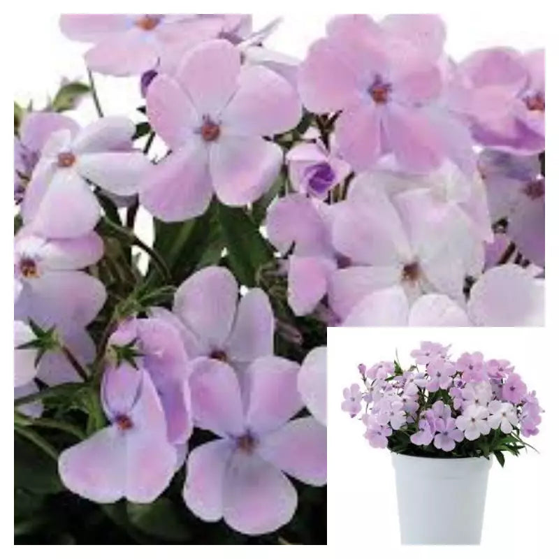 1 Live Plant Ht Phlox Woodlander Lavender Plant Phlox Woodlander Lilac