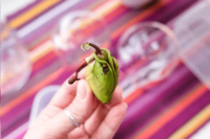 Super Rare Japanese Miyazaki Mango Rooted Seed – Taiyo no Tamago “Egg of the Sun” | Premium Mango Seed | Exotic Tropical Fruit Tree Starter